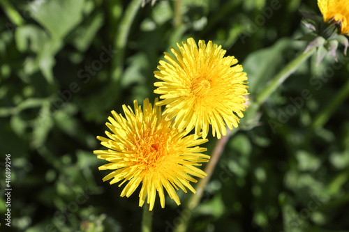 field of yellow dandelions on a sunny spring day. Flower background