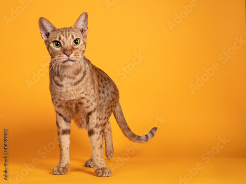 Handsome adult male Ocicat cat, standing facing front. Looking curious towards camera. Isolated on a solid orange yellow background. photo