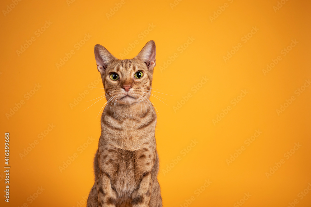 Head shot of handsome adult male Ocicat cat, sitting up facing front. Looking  towards camera, with mouth open screaming. Isolated on a solid orange yellow background.