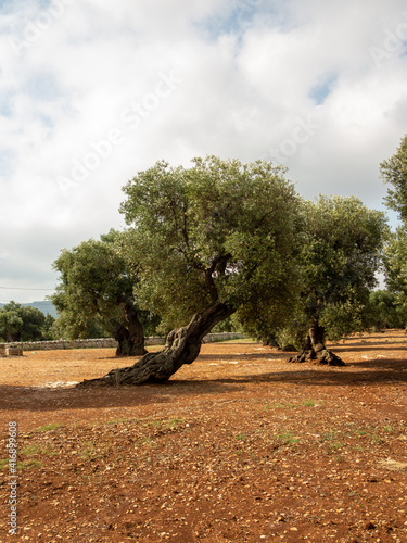 planting of ancient olive trees