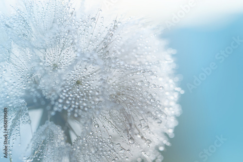 Macro nature. Beautiful dew drops on dandelion seed macro. Beautiful soft background. Water drops on parachutes dandelion. Copy space. soft focus on water droplets. circular shape, abstract background
