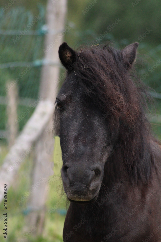 Fototapeta premium Schwarzes Pferd