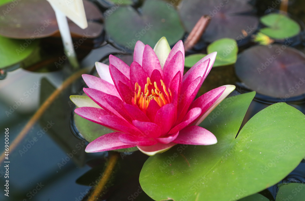 Close-up floral pattern as background Charming bloom of red lotus or water lily on a dark background Close-up floral pattern as background Charming bloom of red lotus or water lily on a dark background