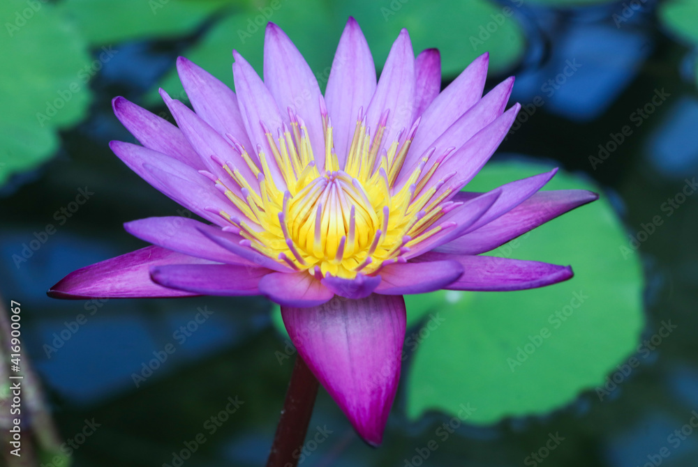 Close-up floral pattern as background Charming bloom of red lotus or water lily on a dark background Close-up floral pattern as background Charming bloom of red lotus or water lily on a dark background
