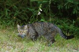 The cat hunts a mouse in a meadow.