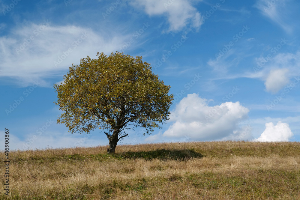 Lonely yellow tree at grassland and white clouds