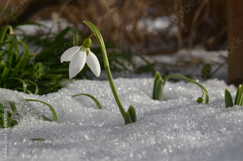 Blooming snowdrop Galanthus elwesii among snow