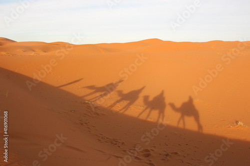 サハラ砂漠のラクダ