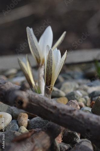 Blooming Crocus alatavicus photo