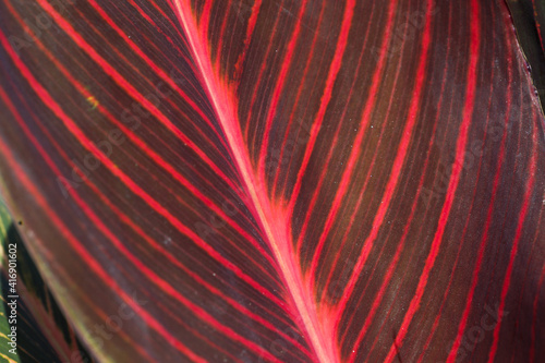 close-up of tropical leaves. Cordilina leaf texture bushy, colorful leaves (dark green and red) of tropical plants growing for ornamental garden abstract background with natural pattern photo