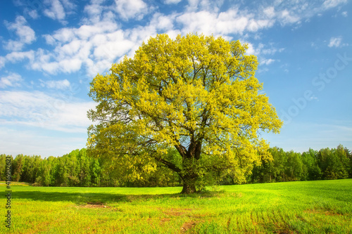 Green fresh grass and leaves on trees in springtime. Beautiful nature landscape of greenfield in early spring