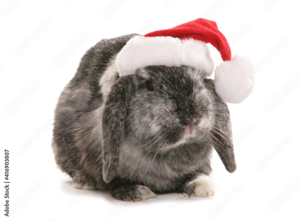 christmas rabbit christmas rabbit