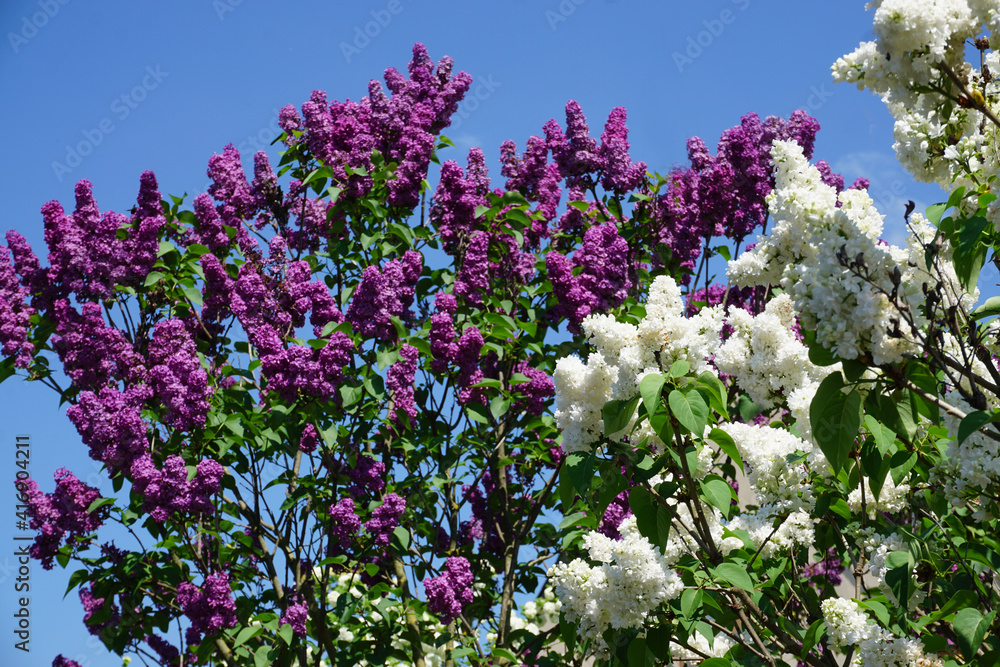 blooming white and purple lilac trees