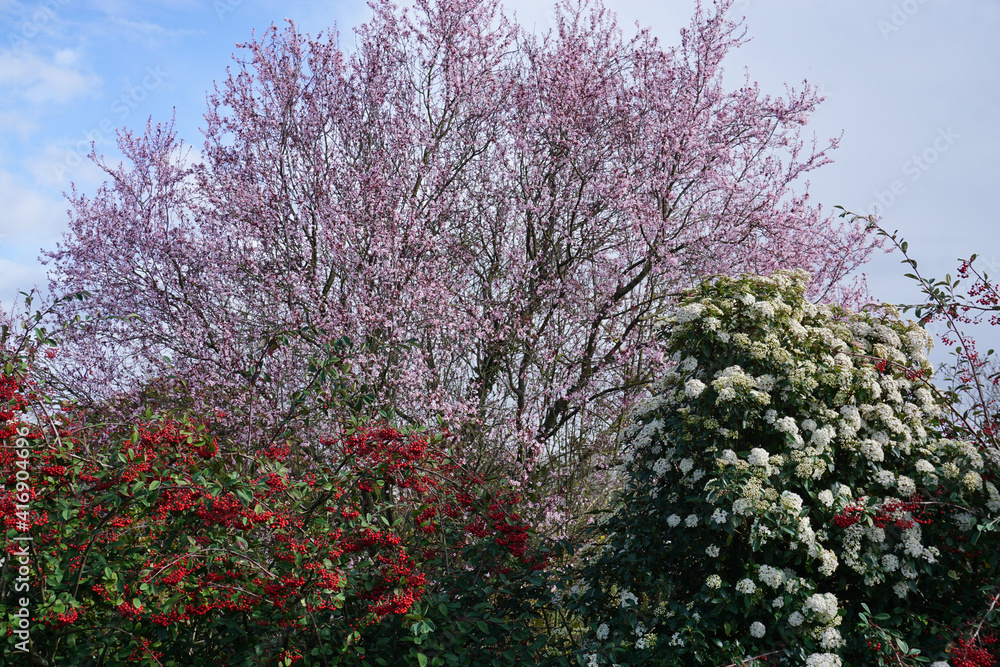 colorful blooming trees in spring colorful blooming trees in spring