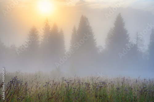 Scenic foggy rural scape. Amazing sunrise over the forest and glade. Beautiful golden lighting. Morning fog. Misty landscape. Trees in the fog. Summer nature in the countryside. Natural background.