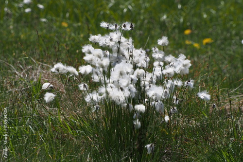 Scheiden-Wollgras, Moor-Wollgras, Scheidiges Wollgras oder Schneiden-Wollgras, Eriophorum vaginatum. Seiser Alm, Dolomiten, Südtirol. photo