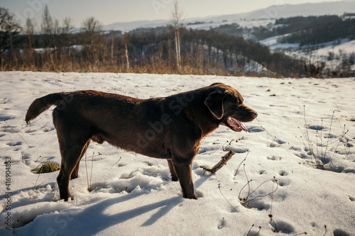 A dog standing on top of a snow covered field