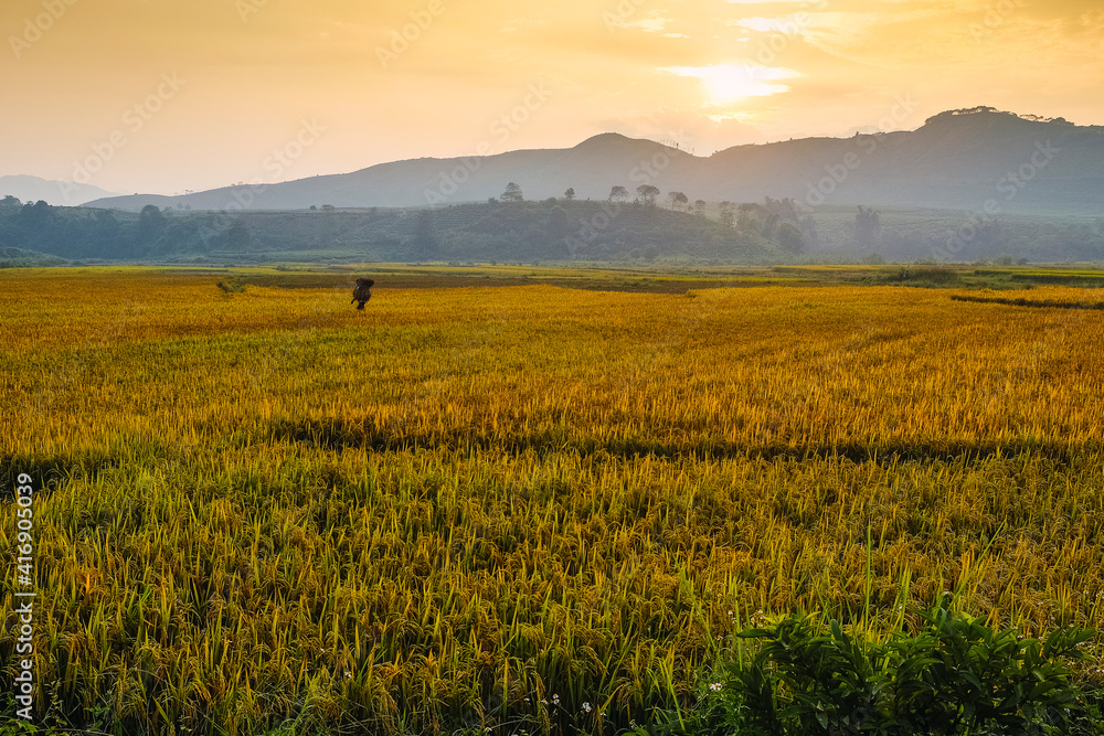 rice fields in vietnam ,sapa