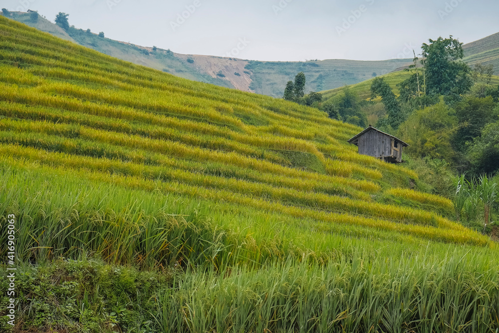 wooden hut in the middle of rice terraces in the mountains of vietnam, sapa .nature landscape	