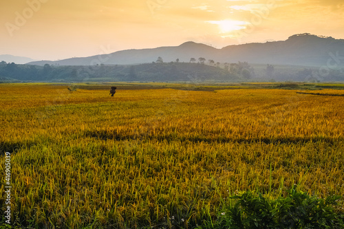rice fields in vietnam ,sapa