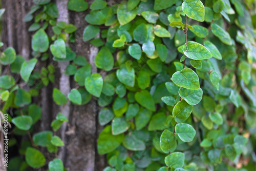 Wallpaper Mural Green Persian or Colchis ivy. An evergreen creeping plant climbing on the wall. Leaves texture. Green wall. Green plant texture. Green leaves background. Torontodigital.ca