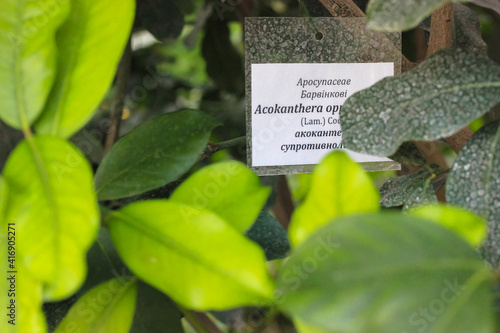 Large green tropical leaves pattern and a sign that says Acokanthera spectabilis