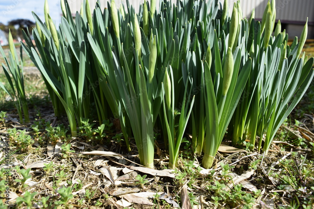 Obraz premium スイセンの芽吹き