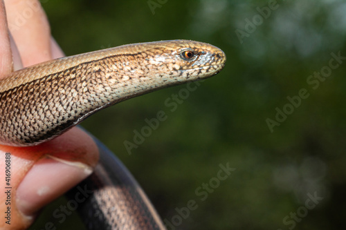 Canvastavla Lizard-like snake in human hand, close-up of the head of the claw, slow and timid appearance of lizards Anguis tsolchitsa