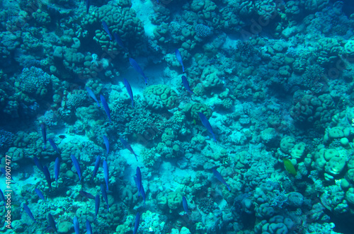 Underwater seabed landscape with corals