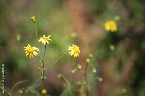 Little yellow flowers