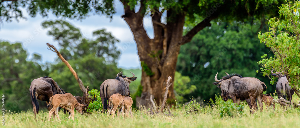 Fototapeta premium The blue wildebeest (Connochaetes taurinus), also called the common wildebeest in Kruger NP, South Africa.