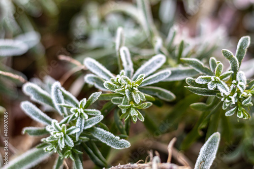 THe first snow in the Limestone Saxifrage. Close up.2020 photo