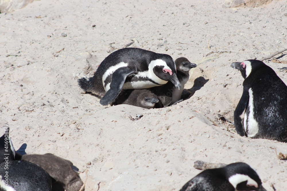 Fototapeta premium Brillenpinguine am Boulders Beach, Südafrika