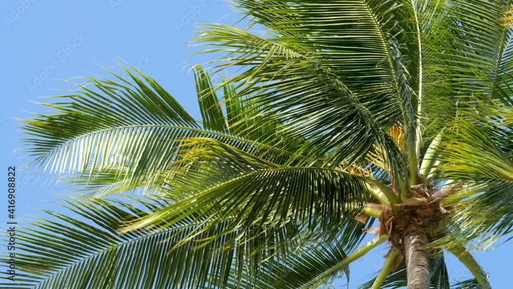 Palm tree with green leaves on blue sky background near tropical sea beach. Holiday or vacation on luxury spa hotel concept Palm tree with green leaves on blue sky background near tropical sea beach. Holiday or vacation on luxury spa hotel concept