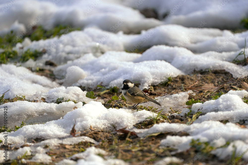 Coal tit observing on snowy ground Coal tit observing on snowy ground