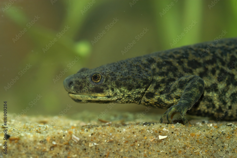 Naklejka premium Closeup of an aquatic Pleurodeles nebulosus, Algerian ribbed newt female