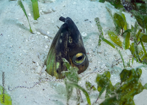 Black-pitted  Snake-eel. Only the head protrudes from the sandy bottom. photo