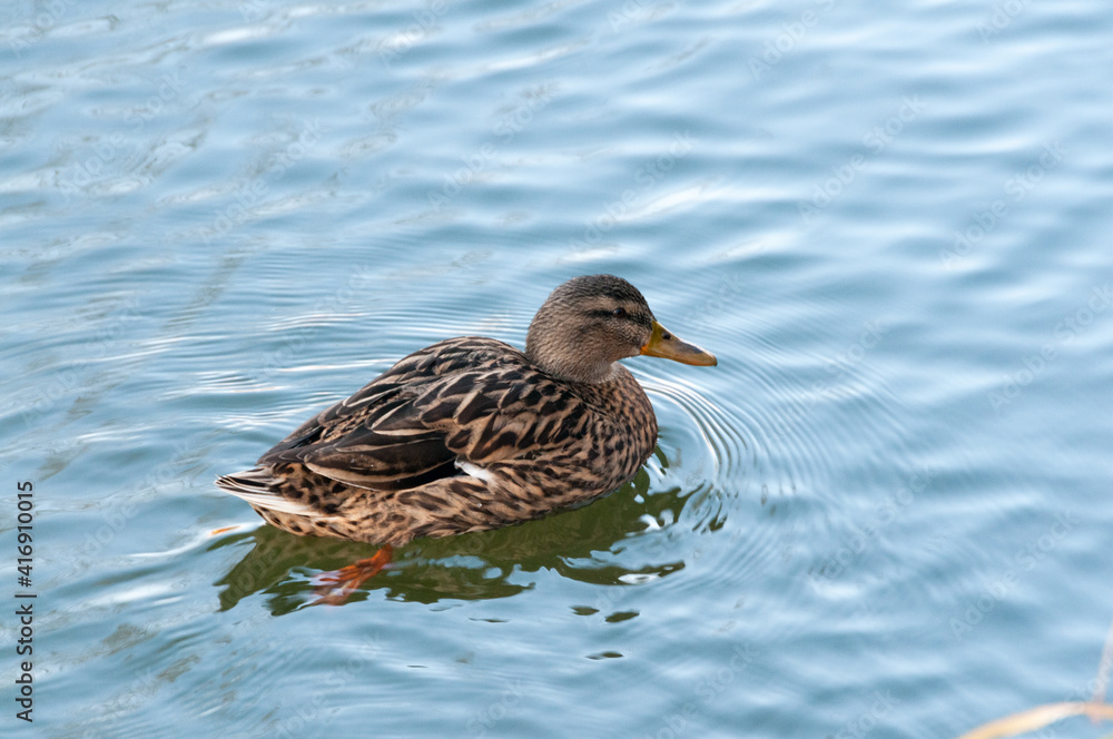 Femelle canard colvert de profil nageant sur l'eau Femelle canard colvert de profil nageant sur l'eau