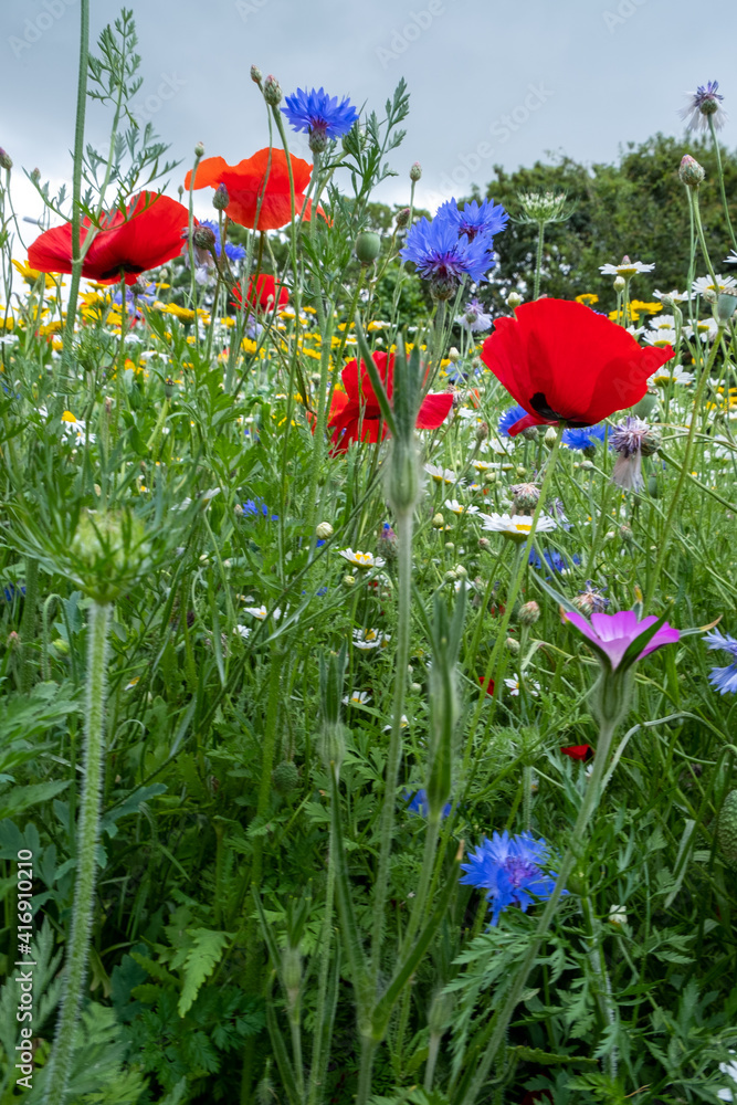 Obraz premium multiple wildflowers with mixed colours 