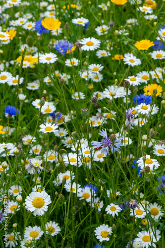 multiple wildflowers with mixed colours 