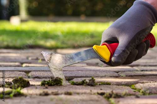 Close view of a gardener’s hand removing weed out of terrace paving stones in a garden.