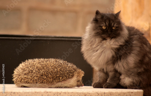 PIPPO Y PELUSA, MIS MASCOTAS. CONVIVENCIA ANIMAL