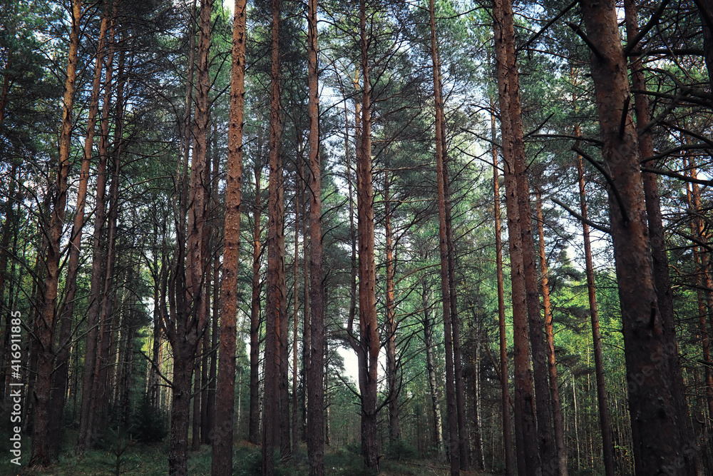 Bright spring greens at dawn in the forest. Nature comes to life in early spring. Bright spring greens at dawn in the forest. Nature comes to life in early spring.