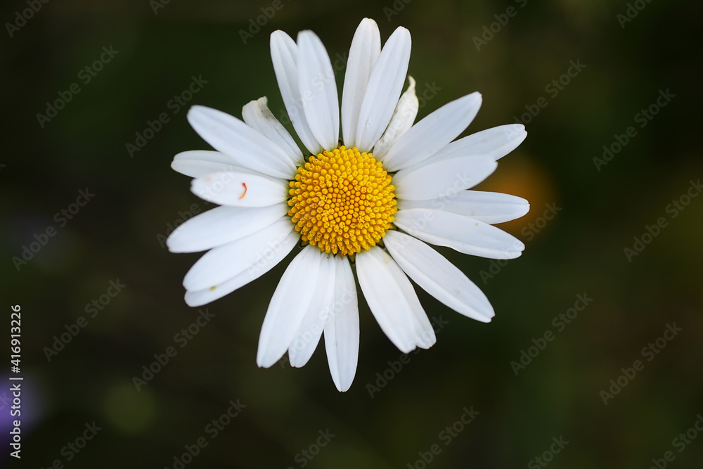 Wild flower. Little flowers on a green meadow. Wild flower. Little flowers on a green meadow.