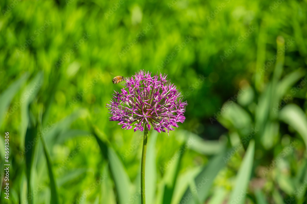 decorative onion with a bee, beautiful violet, purple spring flowers in the meadow, floral background of flowers decorative onion with a bee, beautiful violet, purple spring flowers in the meadow, floral background of flowers