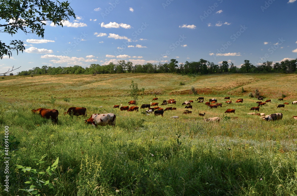 Herd of cows graze on the open green meadows at summer day Herd of cows graze on the open green meadows at summer day