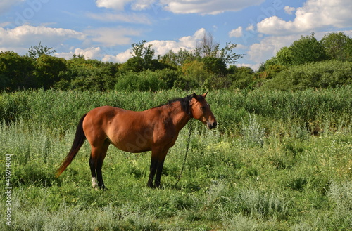 Horse among green grass in nature. Brown horse. Grazing horses in the village