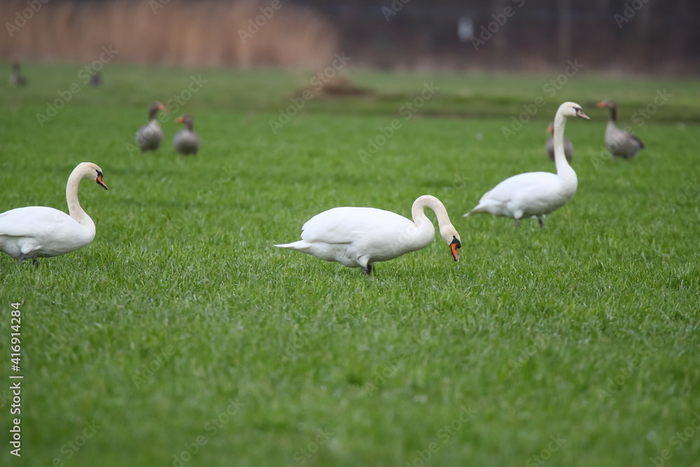 Schwäne und Graugänse auf einem Feld Fraßschädten durch Gänse Schwäne und Graugänse auf einem Feld Fraßschädten durch Gänse