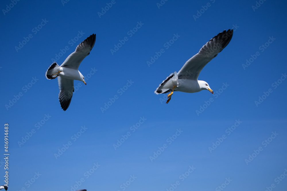 Obraz premium 배 위에서 먹이를 받아먹는 갈매기(Seagull feeding on a boat)