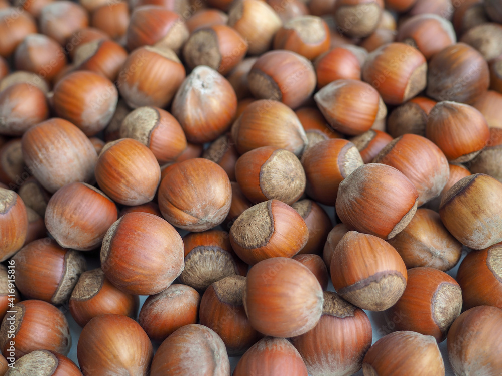 Hazelnut background. Lots of nuts in the shell.